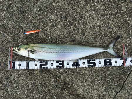 台風後ちょっと渋い